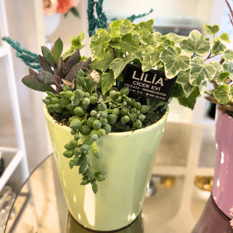 Seramik Saksıda Sukulent Aranjmanı1