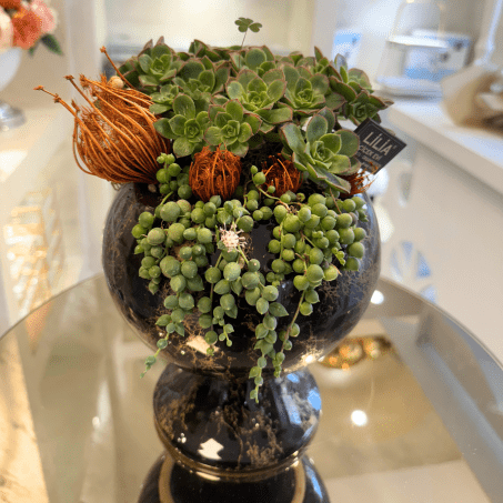 Seramik Saksıda Sukulent Aranjmanı